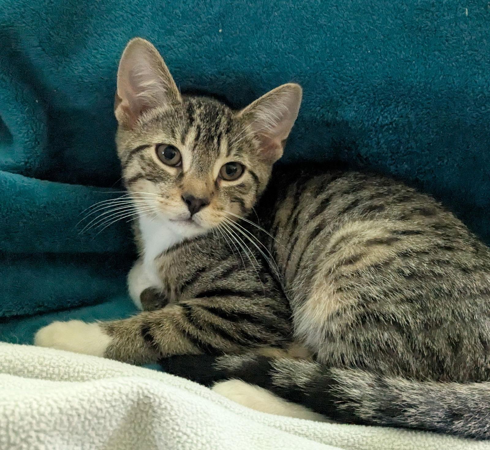 Raspberry Jelly, Adoptable, Kitten Male Domestic Short Hair.