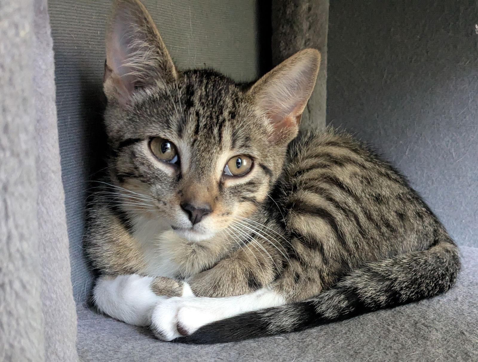 Raspberry Jelly, a Adoptable Domestic Short Hair in Rochester, NY image 2/3