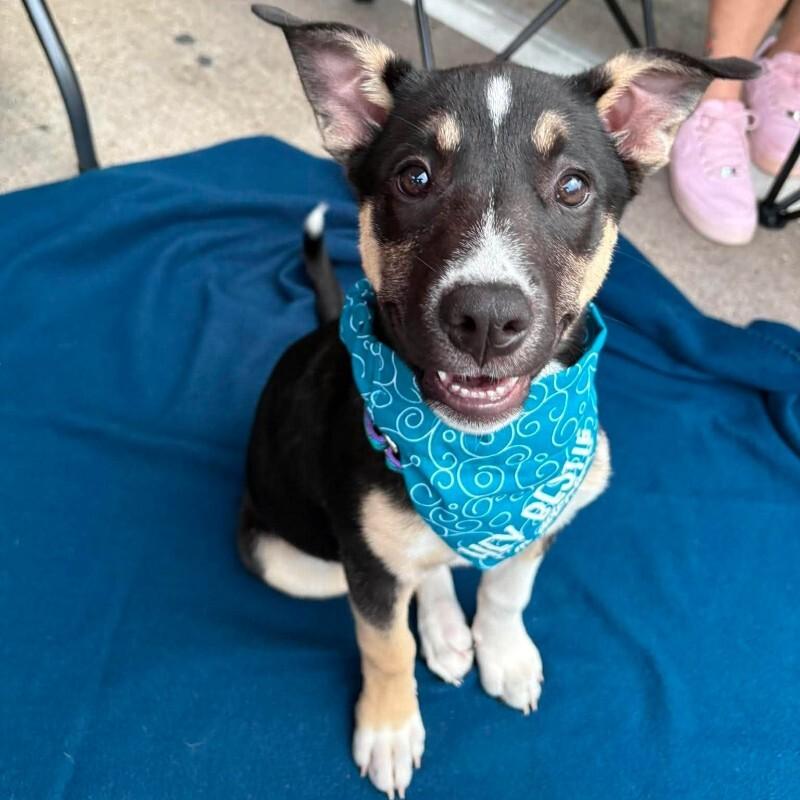 Enlarge Zadie, a ADOPTABLE mixed breed in Houston, TX image 4/4