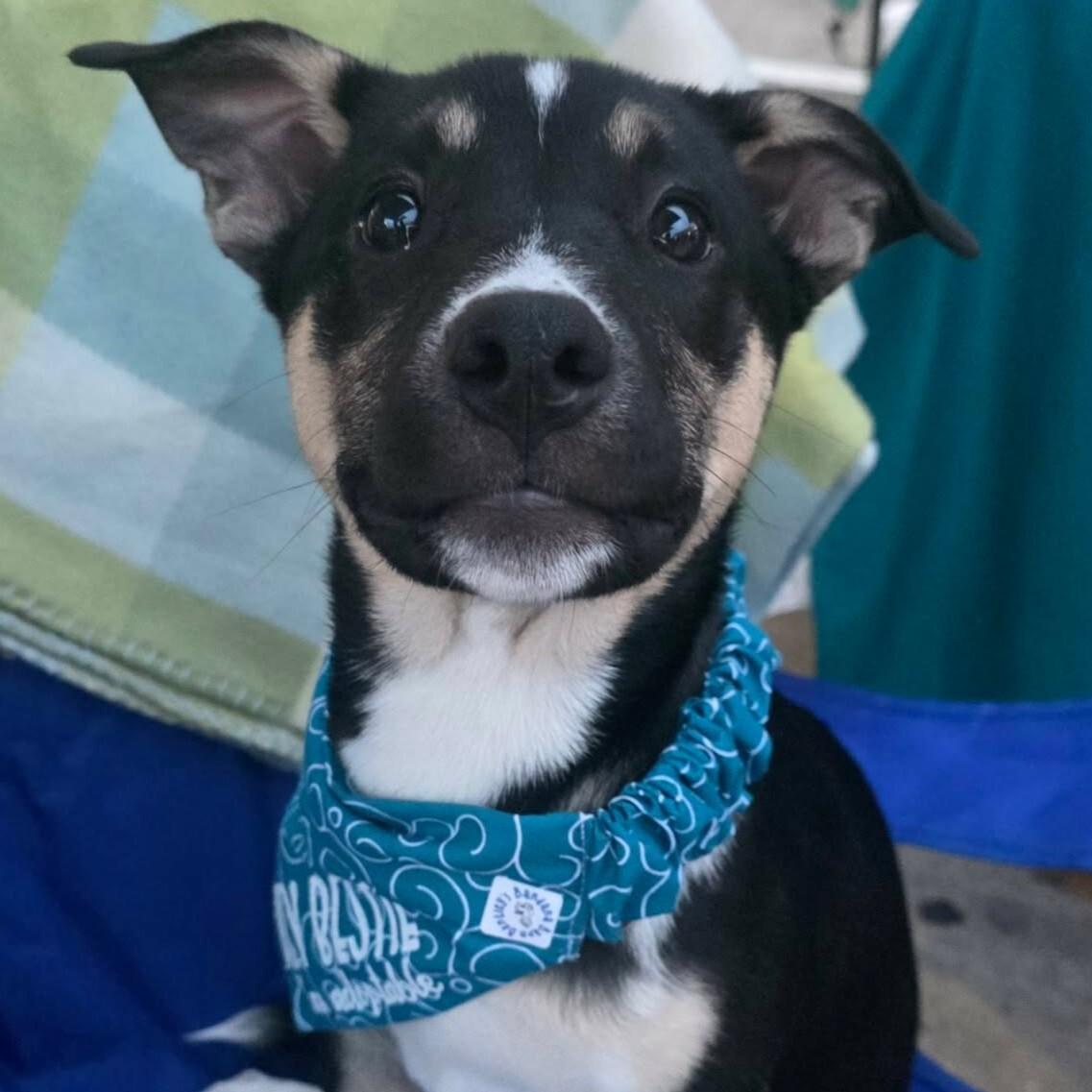 Enlarge Zadie, a ADOPTABLE mixed breed in Houston, TX image 3/4