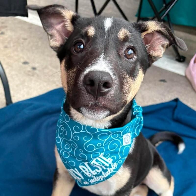 Zadie, ADOPTABLE, Puppy Female Pit Bull Terrier & Shepherd.