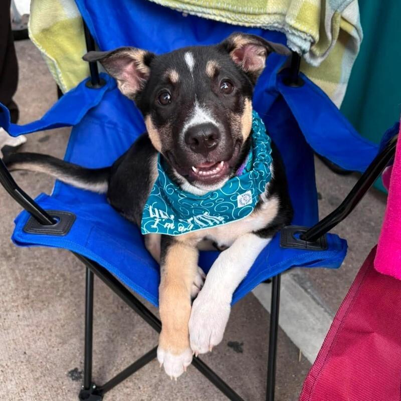 Enlarge Zadie, a ADOPTABLE mixed breed in Houston, TX image 2/4