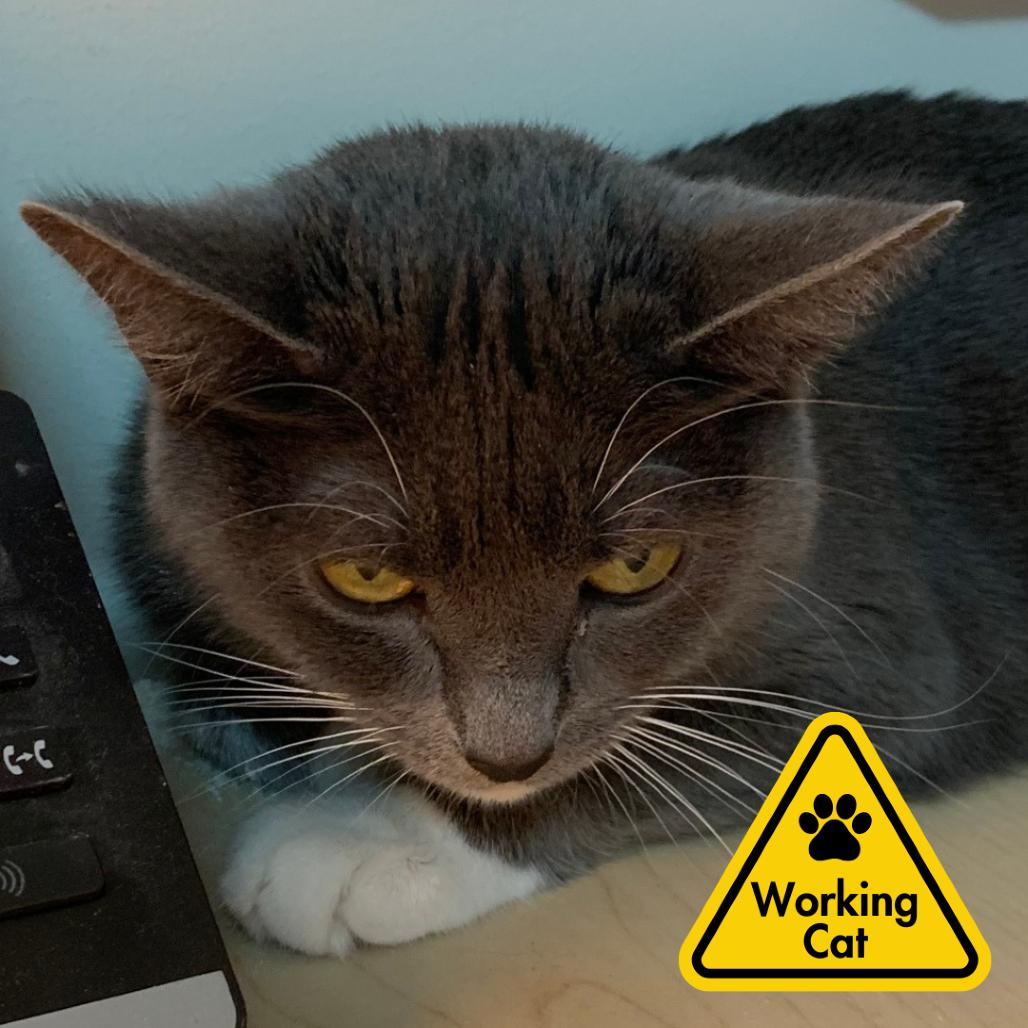 Enlarge Sock Puppet- Working Cat, a Adoptable Domestic Short Hair in Baltimore, MD image 1/1