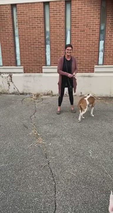 Enlarge Mikah, a Adopted Staffordshire Bull Terrier in Tipton, IN video 1/7