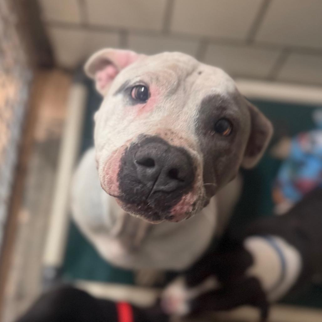 Enlarge Judy, a Adoptable Pit Bull Terrier in Starkville, MS image 1/1