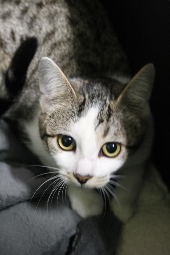 Enlarge Sky, a Adoptable Domestic Short Hair in Muskegon, MI image 1/1