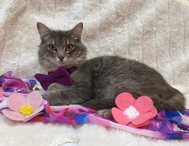 RAPTOR, Adoptable, Adult Female Domestic Medium Hair.