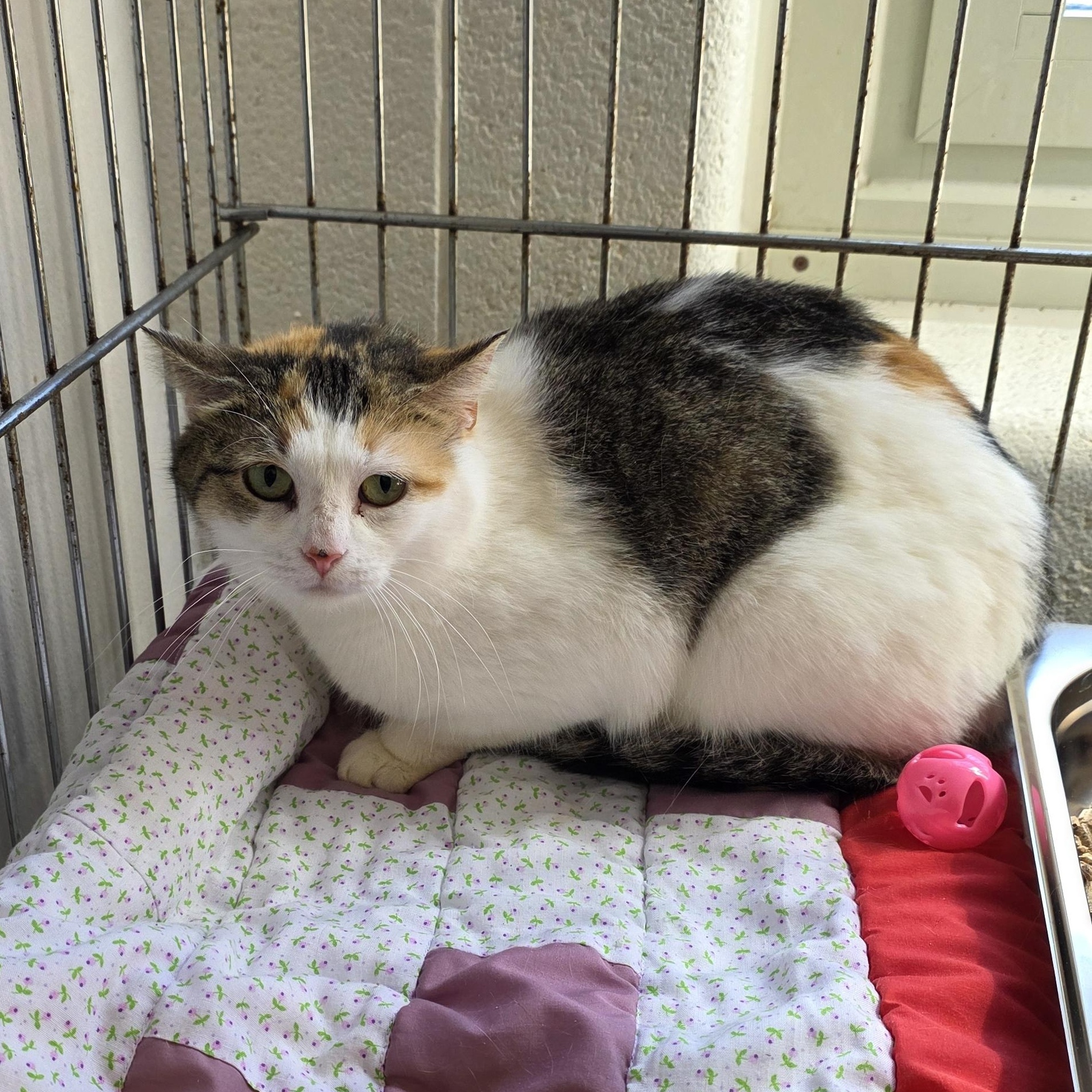 Taffy , ADOPTABLE, Young Female Domestic Short Hair.