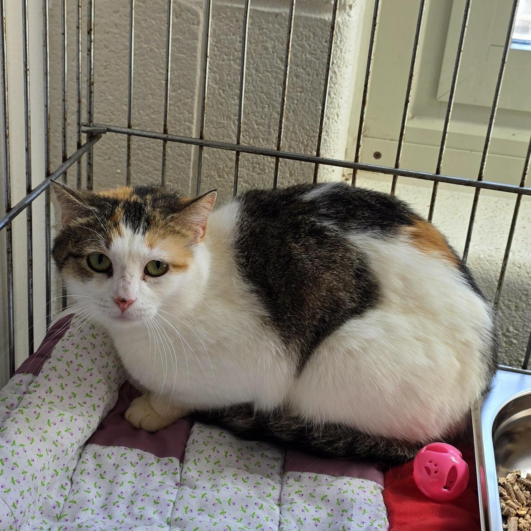Taffy , a ADOPTABLE Domestic Short Hair in King George, VA image 3/3