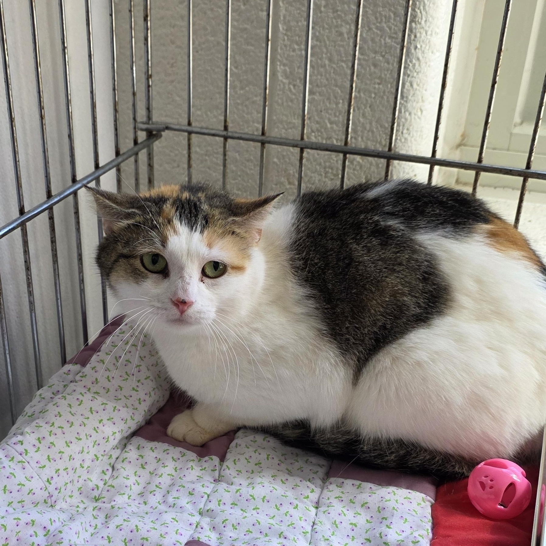 Taffy , a ADOPTABLE Domestic Short Hair in King George, VA image 2/3
