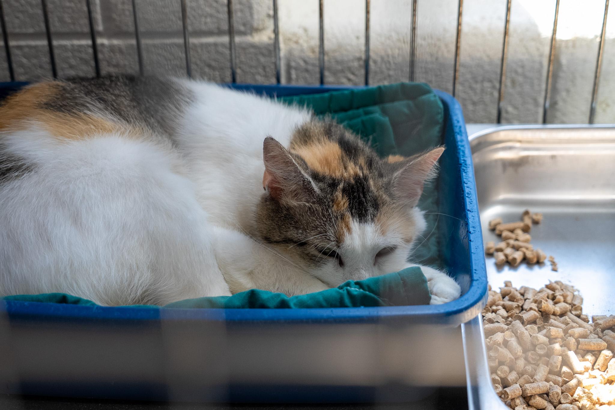 Taffy , a ADOPTABLE Domestic Short Hair in King George, VA image 3/5