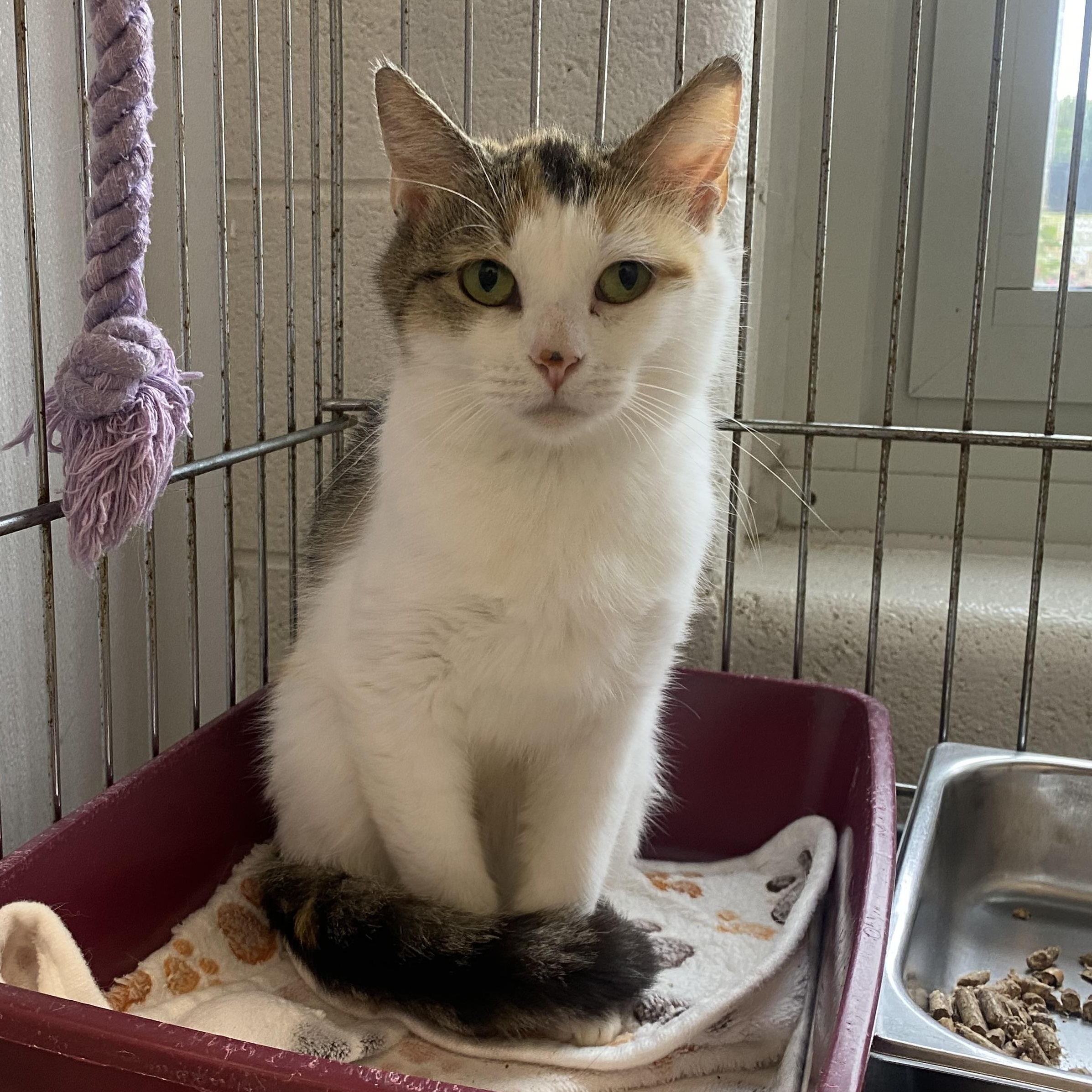 Taffy , ADOPTABLE, Young Female Domestic Short Hair.
