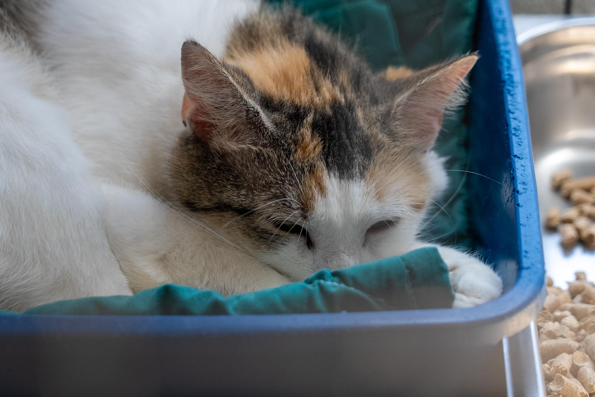 Taffy , a ADOPTABLE Domestic Short Hair in King George, VA image 2/5