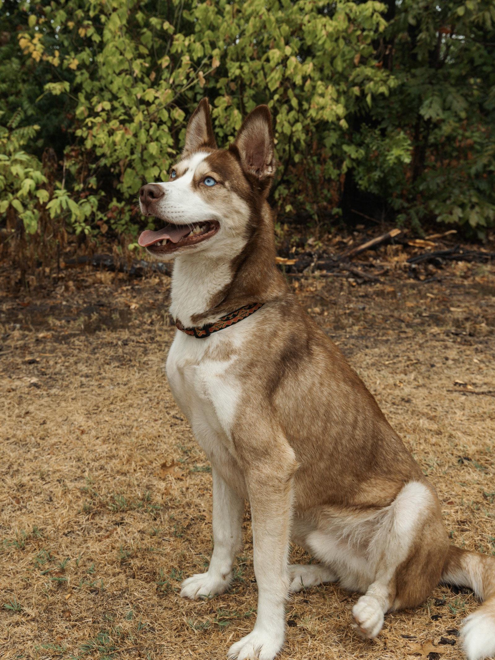 Zorro, Adoptable, Adult Male Siberian Husky.