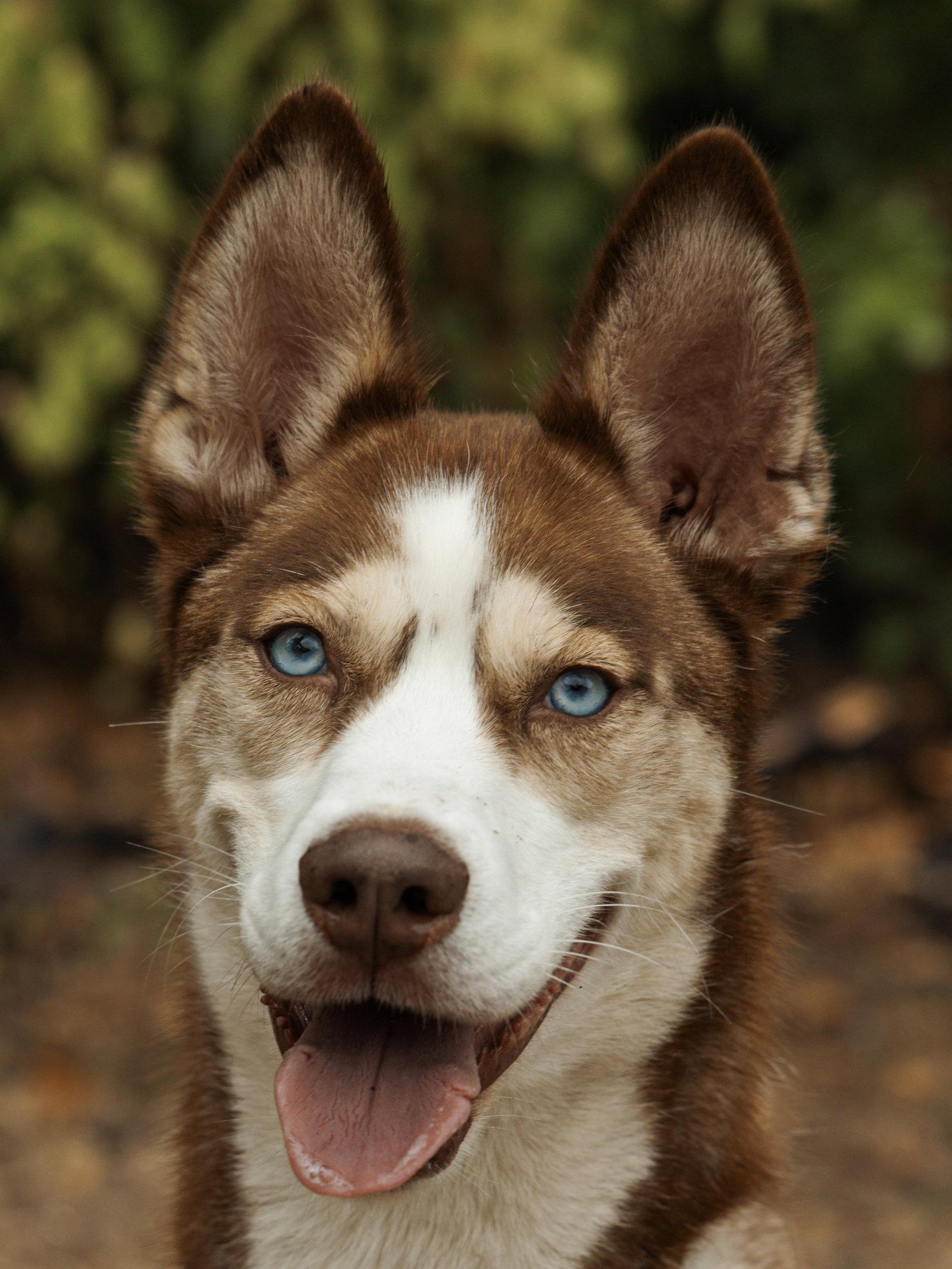 Enlarge Zorro, a Adoptable Siberian Husky in Carrollton, TX image 2/3