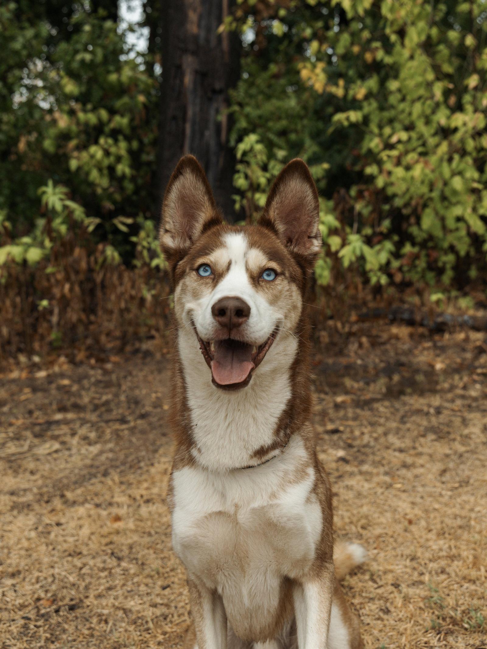 Enlarge Zorro, a Adoptable Siberian Husky in Carrollton, TX image 3/3