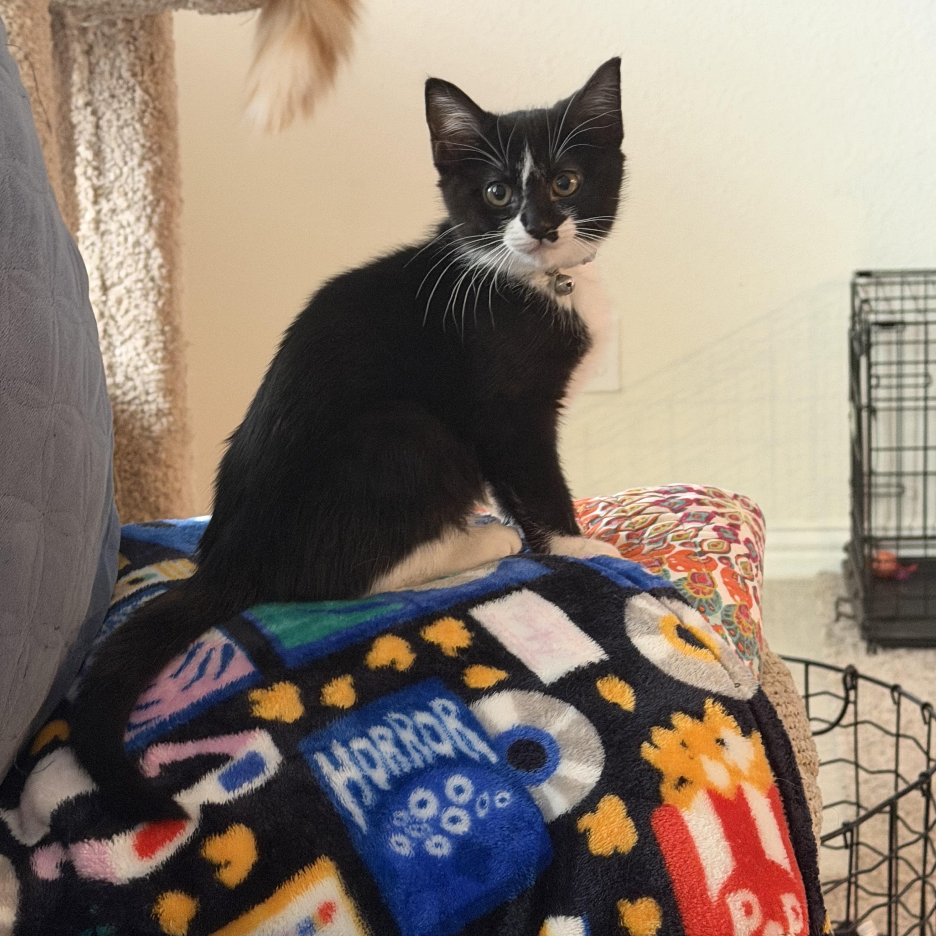 Mercedes, ADOPTABLE, Young Female Tuxedo & Domestic Short Hair.