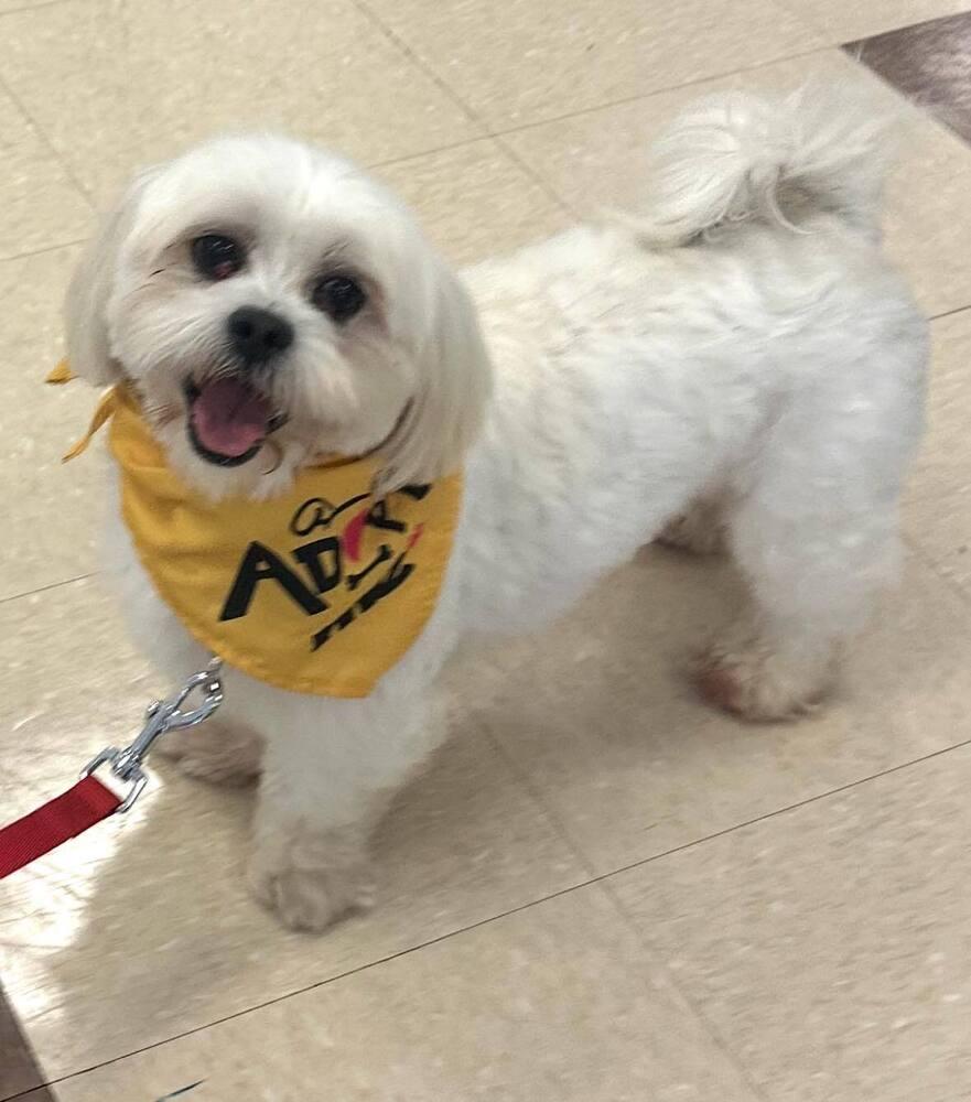 Ralphie, a Adoptable Lhasa Apso in Huntington, NY image 1/2