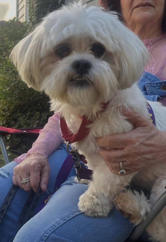 Ralphie, a Adoptable Lhasa Apso in Huntington, NY image 2/2