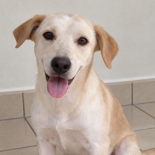 Enlarge Benny, a Adoptable mixed breed in Lake Hopatcong, NJ image 1/1