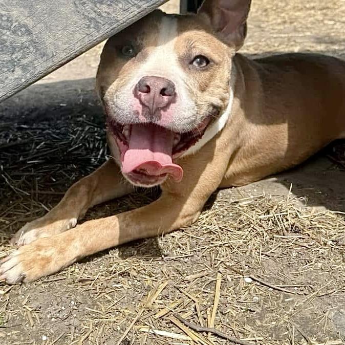 Xena, Adoptable, Adult Female Pit Bull Terrier & Mixed Breed.