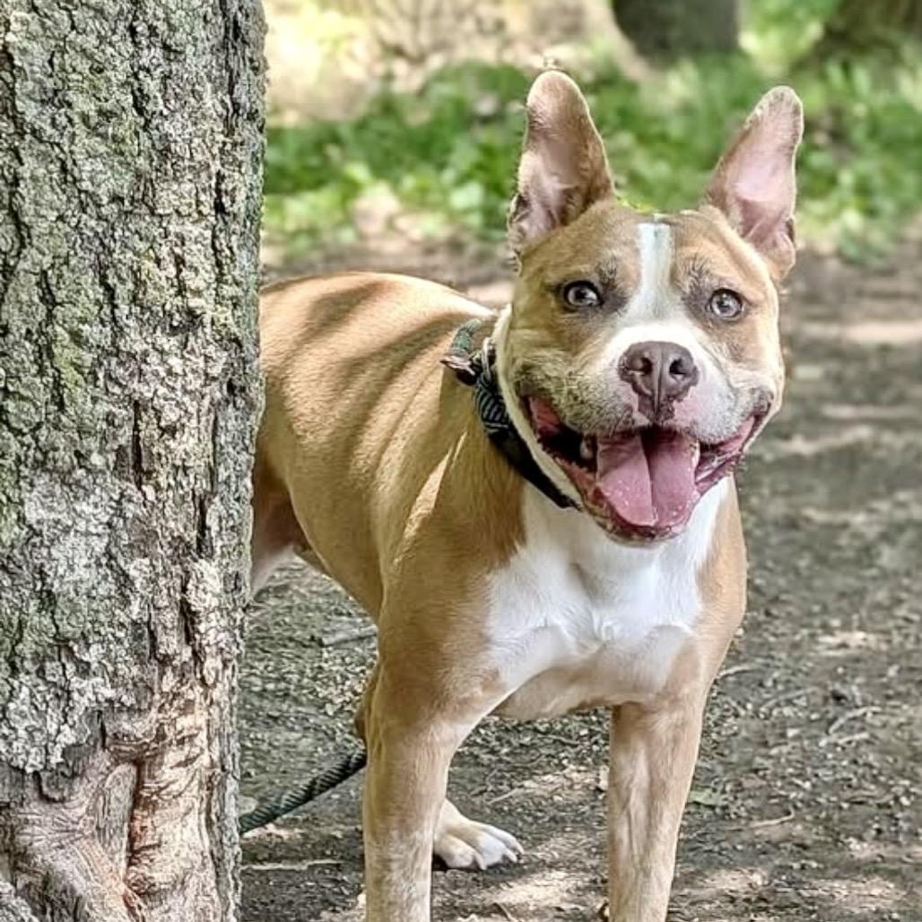 Enlarge Xena, a Adoptable mixed breed in Deerfield, IL image 2/5