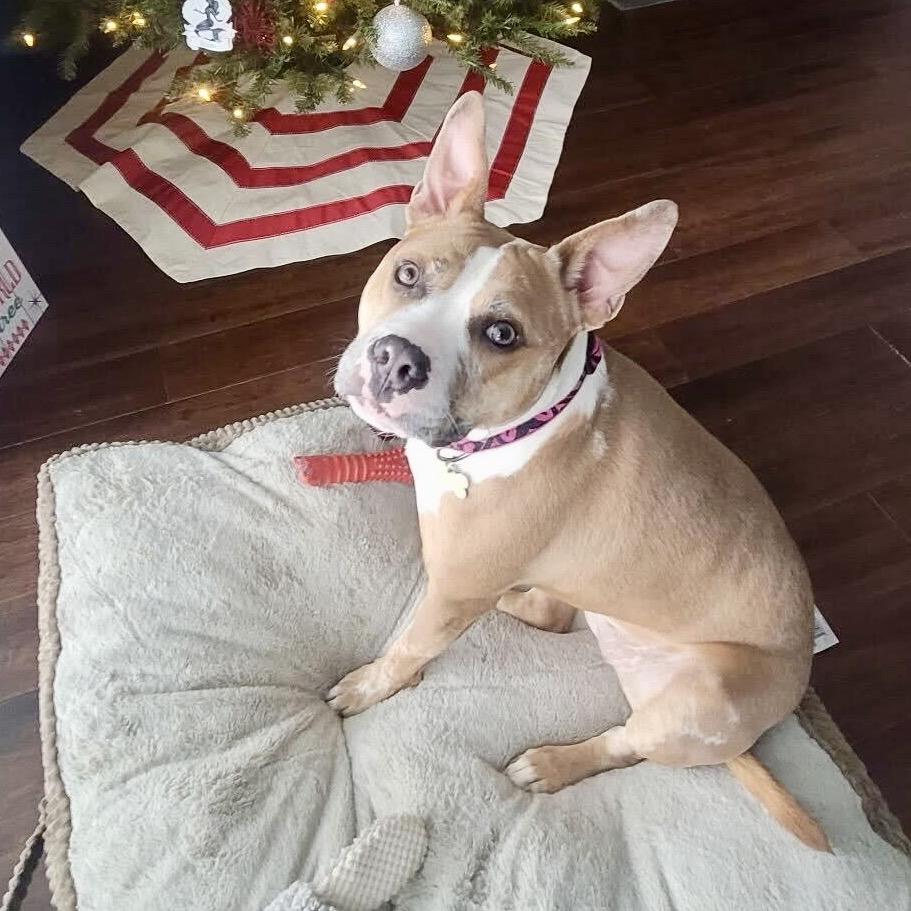 Enlarge Xena, a Adoptable mixed breed in Deerfield, IL image 1/6