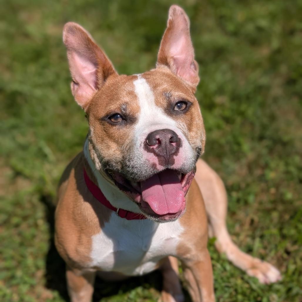 Enlarge Xena, a Adoptable mixed breed in Deerfield, IL image 1/6