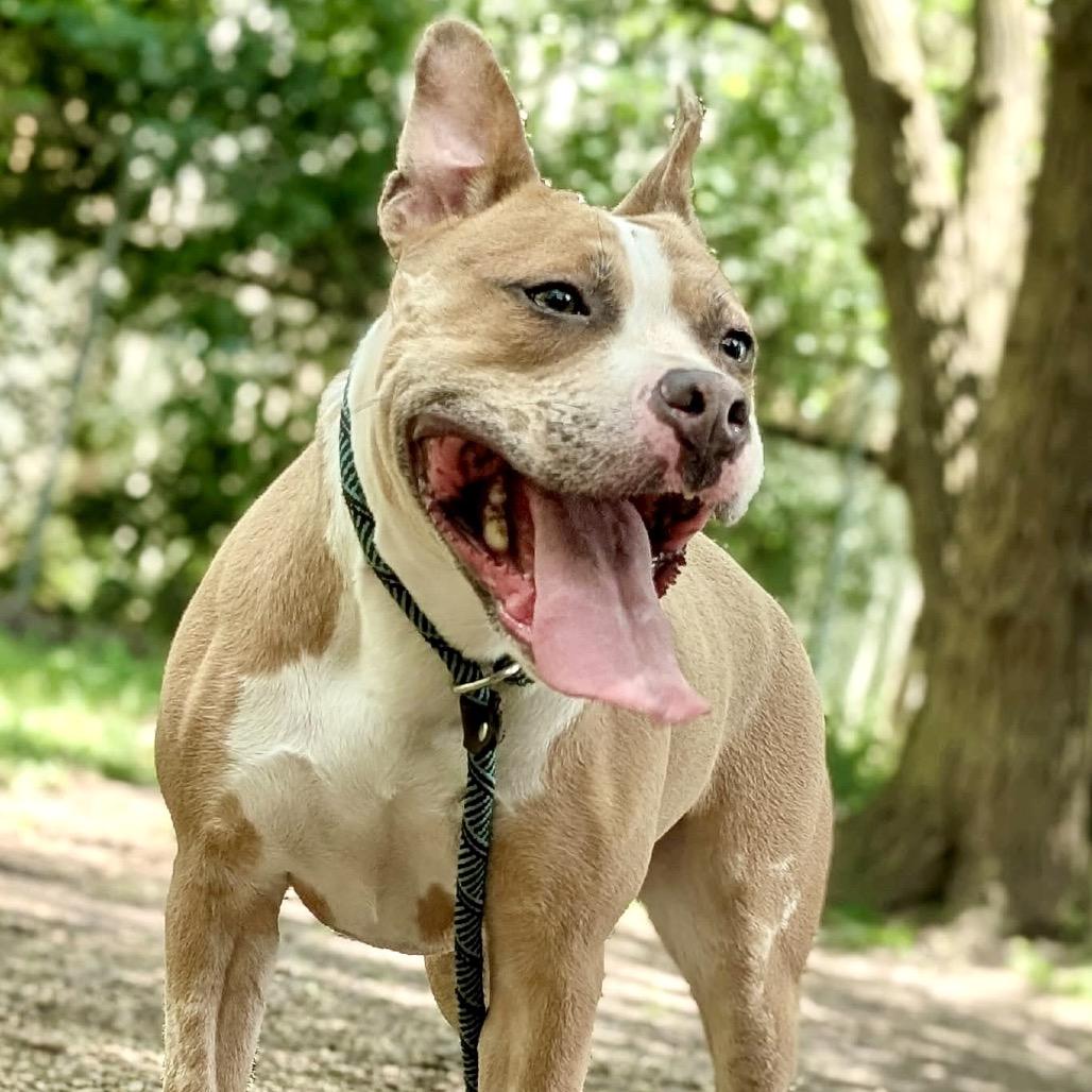 Enlarge Xena, a Adoptable mixed breed in Deerfield, IL image 2/6