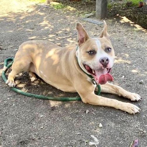 Enlarge Xena, a Adoptable mixed breed in Deerfield, IL image 3/6