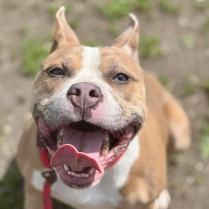 Enlarge Xena, a Adoptable mixed breed in Deerfield, IL image 3/6