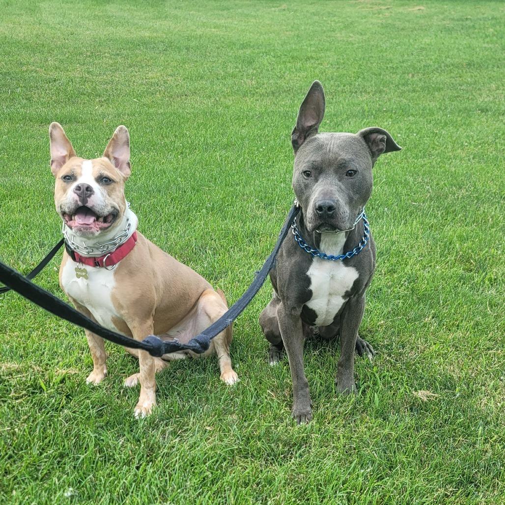 Xena, Adoptable, Adult Female Pit Bull Terrier & Mixed Breed.