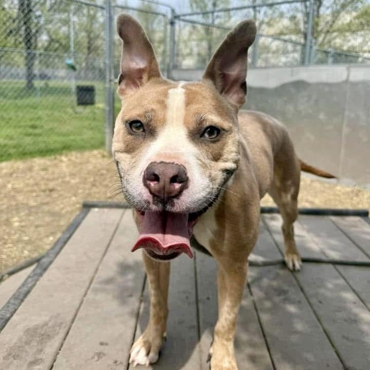 Enlarge Xena, a Adoptable mixed breed in Deerfield, IL image 4/6