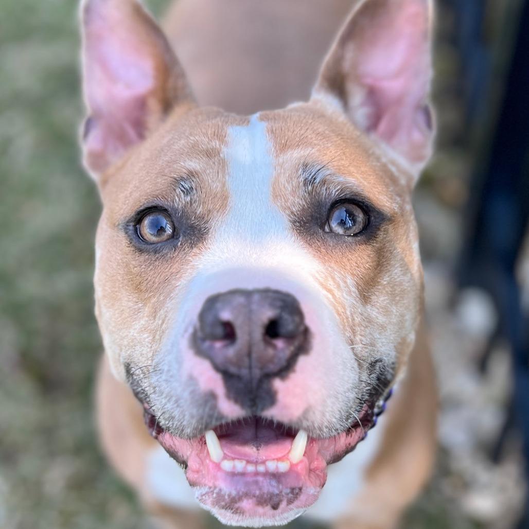 Enlarge Xena, a Adoptable mixed breed in Deerfield, IL image 4/6