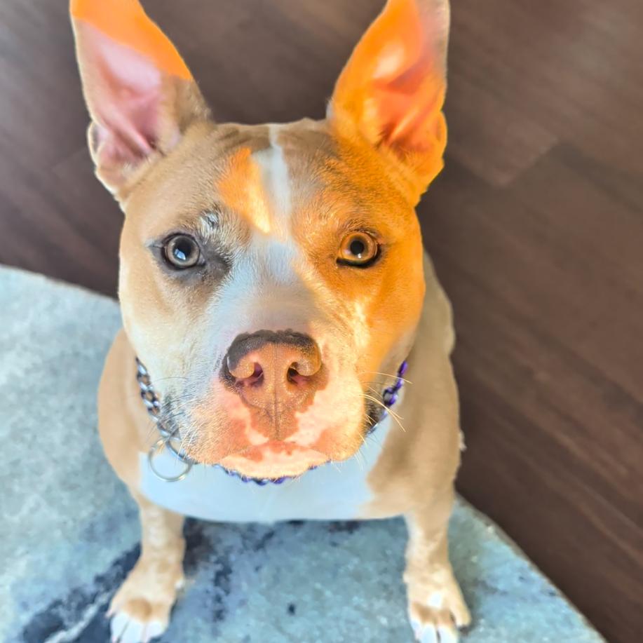 Enlarge Xena, a Adoptable mixed breed in Deerfield, IL image 5/6