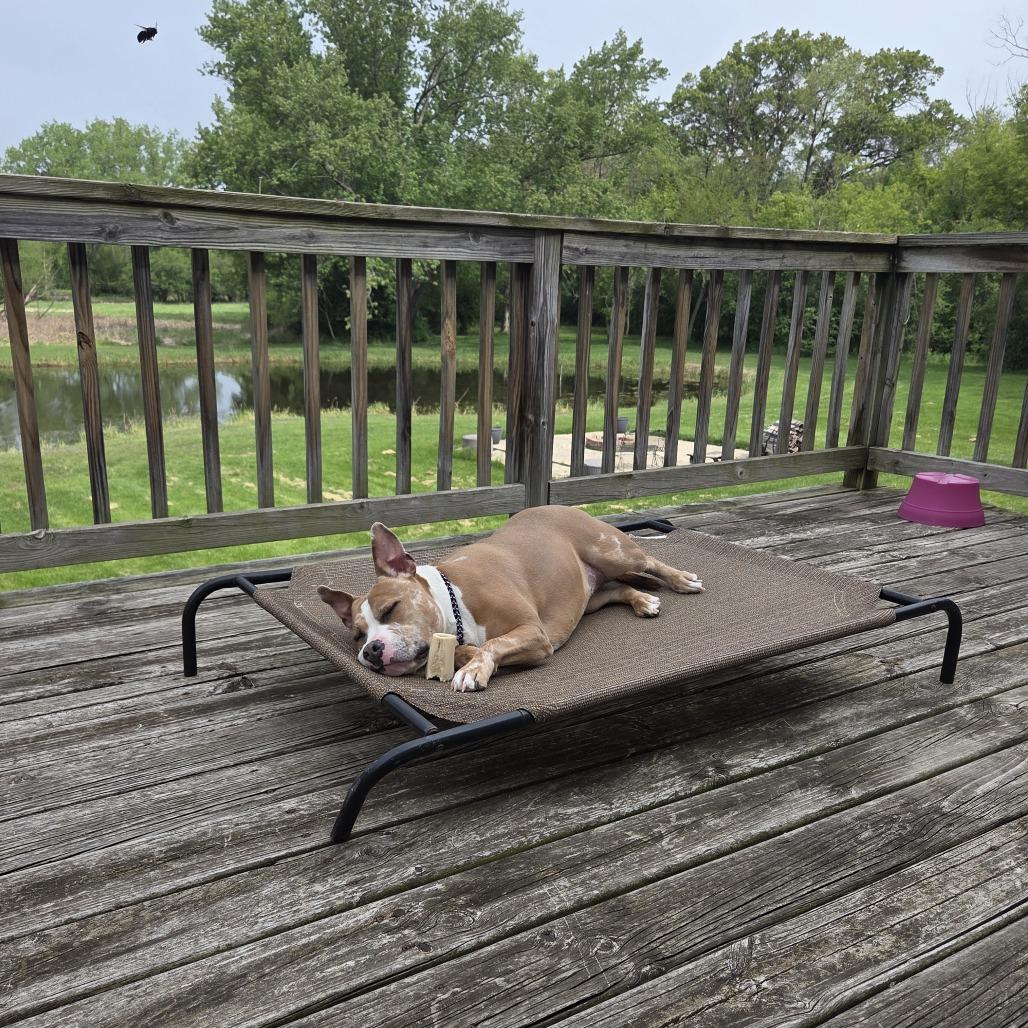 Enlarge Xena, a Adoptable mixed breed in Deerfield, IL image 2/4