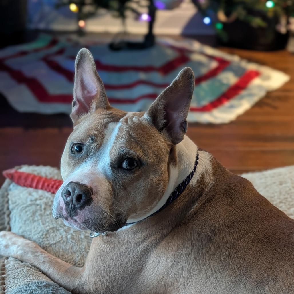 Enlarge Xena, a Adoptable mixed breed in Deerfield, IL image 6/6