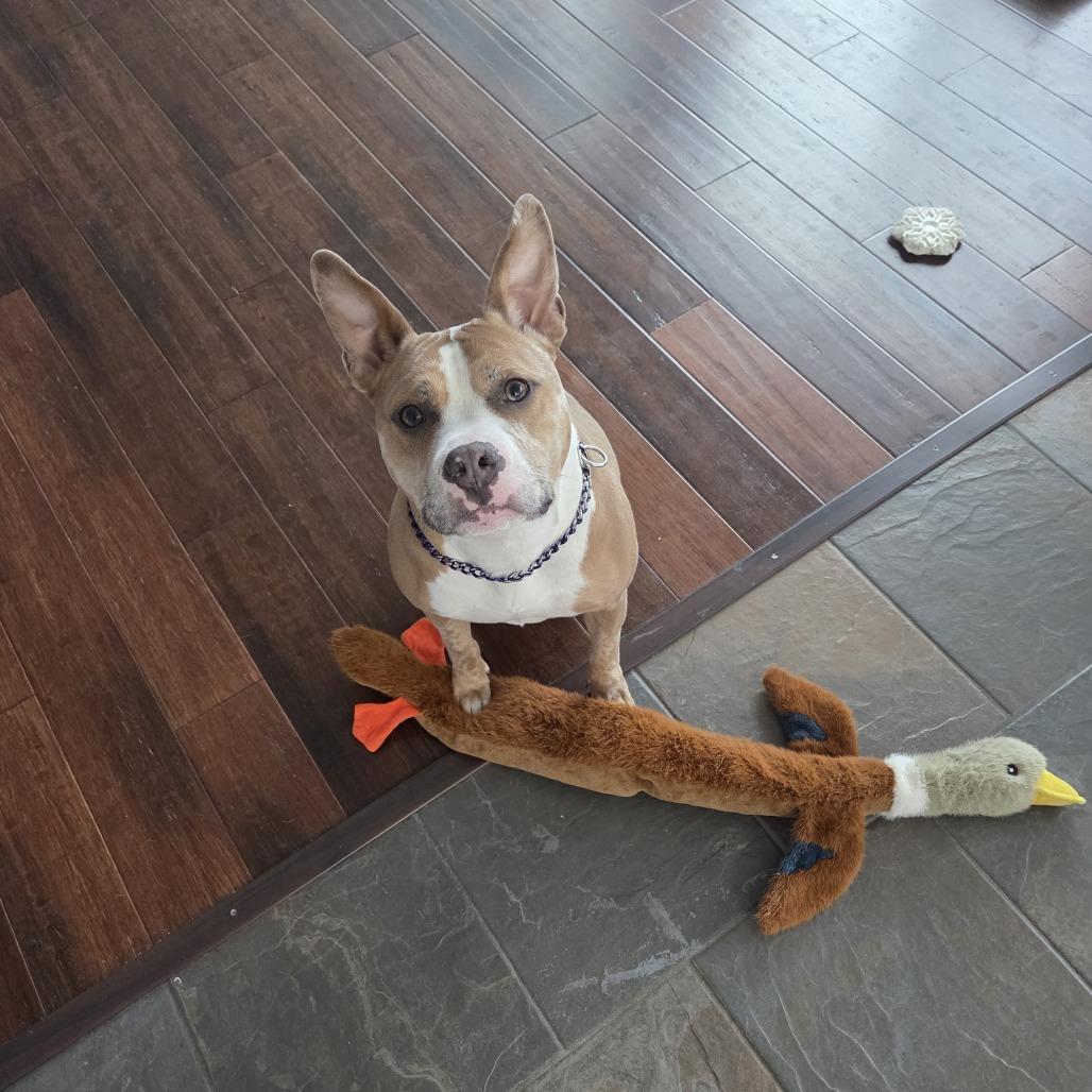 Enlarge Xena, a Adoptable mixed breed in Deerfield, IL image 4/4