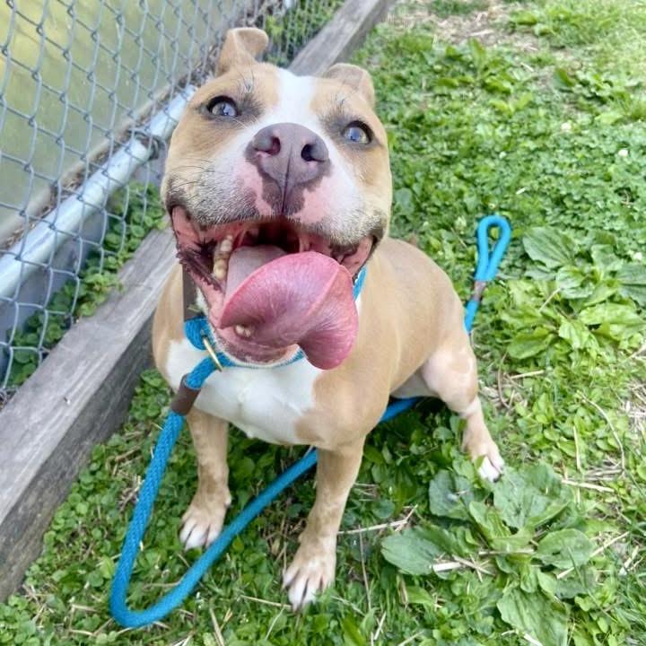 Enlarge Xena, a Adoptable mixed breed in Deerfield, IL image 6/6