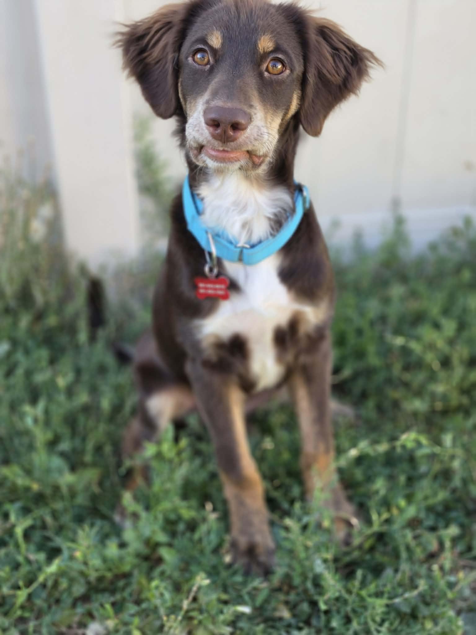 Hershey, a ADOPTABLE mixed breed in Clinton, UT image 3/4