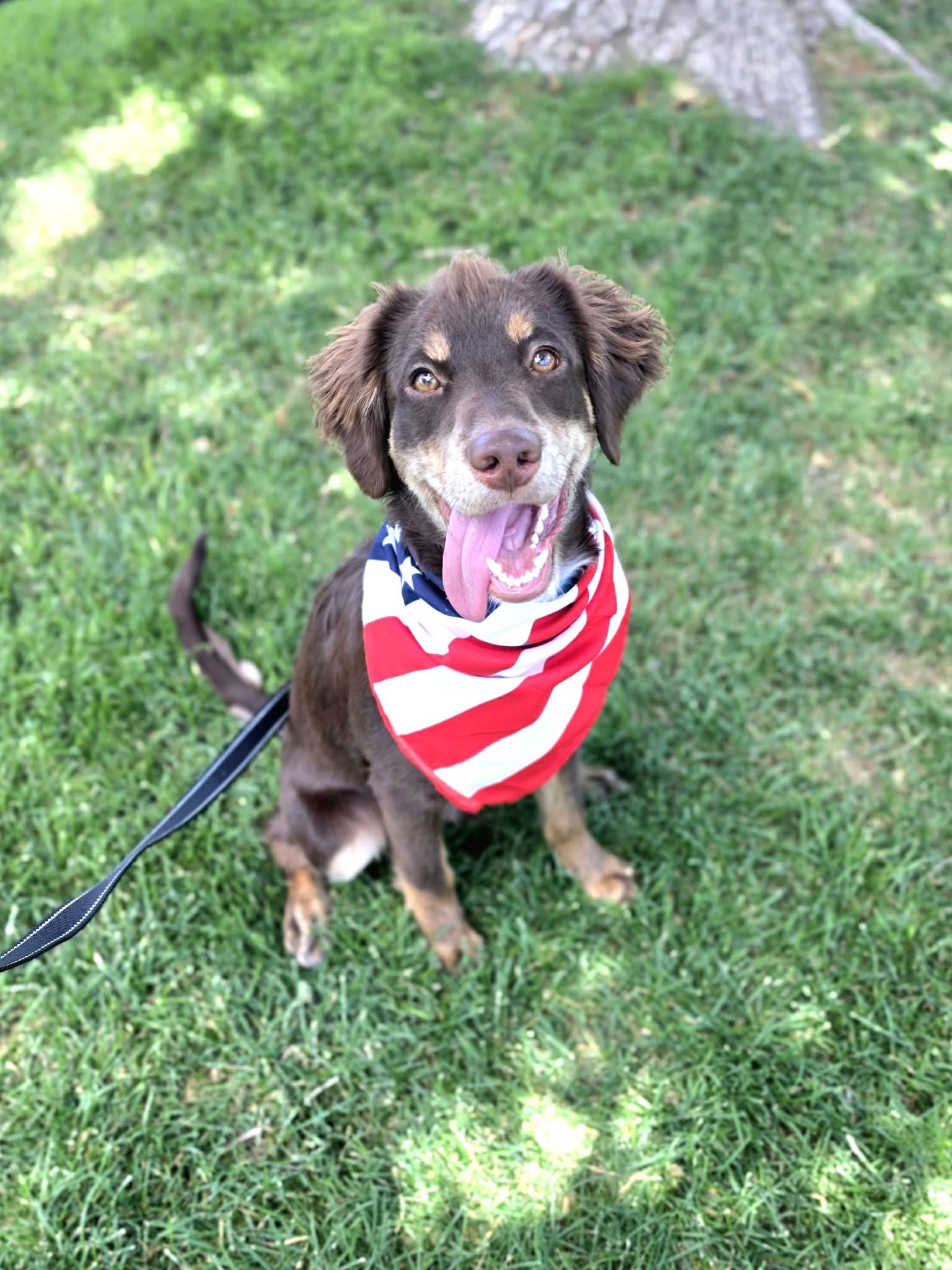 Hershey, a ADOPTABLE mixed breed in Clinton, UT image 1/4