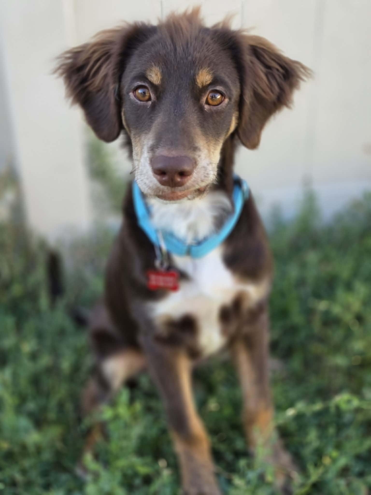 Hershey, a ADOPTABLE mixed breed in Clinton, UT image 2/4