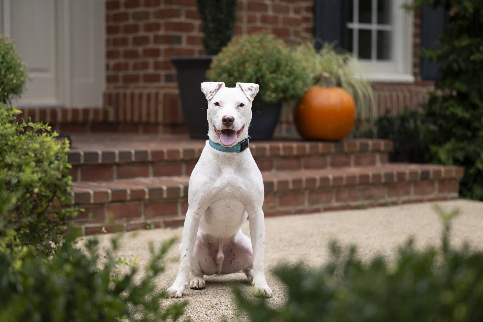 Ziggy, Adoptable, Young Male American Staffordshire Terrier & Jack Russell Terrier.