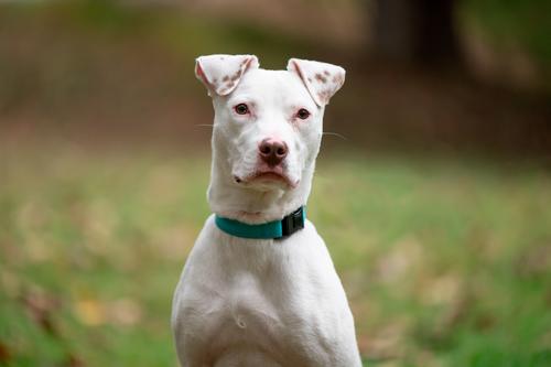 Enlarge Ziggy, a Adoptable mixed breed in Arlington, VA image 2/3