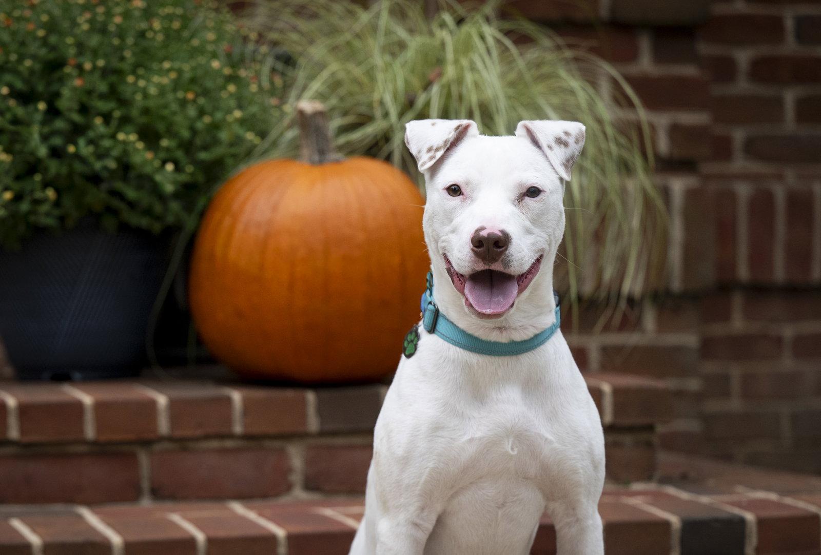 Enlarge Ziggy, a Adoptable mixed breed in Arlington, VA image 3/3