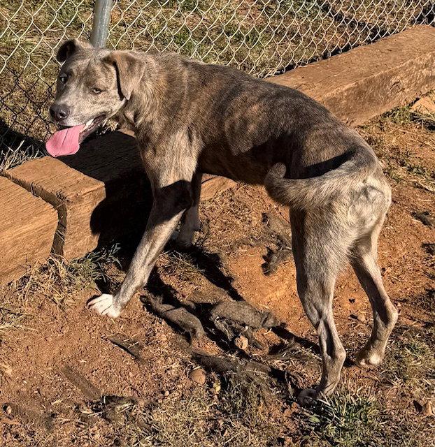 Enlarge Athena, a Adoptable Pit Bull Terrier in Carrollton, GA image 1/3