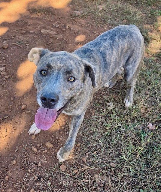 Enlarge Athena, a Adoptable Pit Bull Terrier in Carrollton, GA image 2/3