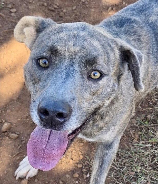 Enlarge Athena, a Adoptable Pit Bull Terrier in Carrollton, GA image 3/3