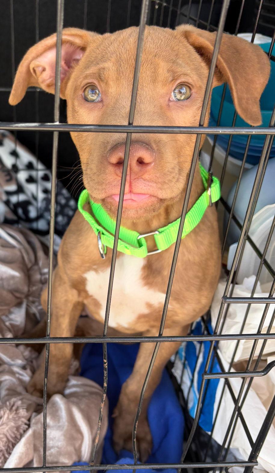 Brian, a Adopted mixed breed in Rancho Cucamonga, CA image 1/3