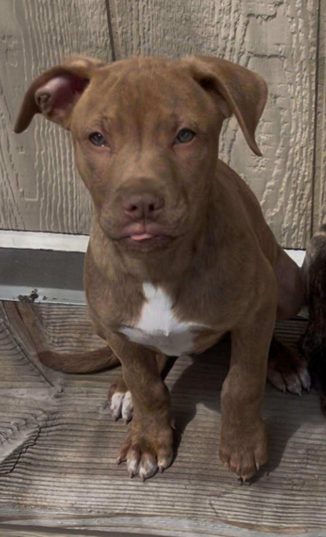 Brian, a Adopted mixed breed in Rancho Cucamonga, CA image 2/3